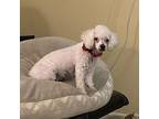 Precious Poodle (Toy or Tea Cup) Adult Female