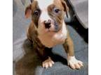 American Bully Puppy for sale in Merced, CA, USA
