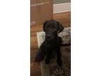 Adopt Duke a Black Great Pyrenees / Labrador Retriever / Mixed dog in Rocky