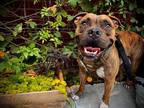 Adopt Kneesa a Brindle American Pit Bull Terrier dog in Lutz, FL (36955626)