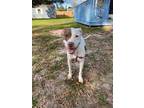 Adopt Milly a White - with Brown or Chocolate American Pit Bull Terrier /