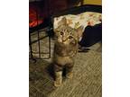 Adopt Snickers a Brown Tabby Domestic Shorthair (short coat) cat in Logan