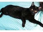 Adopt Cody *Courtesy Post a All Black Domestic Shorthair (short coat) cat in