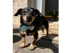 Adopt Pepper4 a Black - with Tan, Yellow or Fawn Dachshund / Mixed dog in