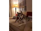 Adopt Bella a Black - with White Husky / Mixed dog in Cumming, GA (36954176)
