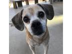 Adopt BRUSTER a Tan/Yellow/Fawn - with White Beagle / Mixed dog in Tucson