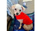 Adopt Elsa a White - with Tan, Yellow or Fawn Poodle (Miniature) dog in Boulder