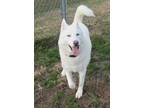 Adopt Prince a White Husky / Mixed dog in Elizabeth City, NC (36951965)