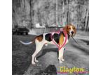 Adopt Clayton a Foxhound / Mixed dog in Cambridge, MD (36951288)