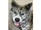 Adopt Holly a Red/Golden/Orange/Chestnut Akita / Mixed dog in Fernandina Beach