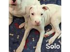 Dogo Argentino Puppy for sale in Katy, TX, USA