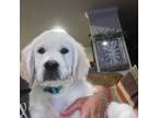 Golden Retriever Puppy for sale in Snyder, TX, USA