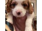 Cavapoo Puppy for sale in New Bedford, MA, USA