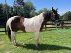 Micco- 15hh 12 year old Big Paint Gelding.