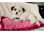 ShihPoo Designer (Shih Tzu Poodle) female puppy CHANEL