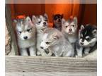 Alaskan Malamute PUPPY FOR SALE ADN-530055 - Puppies