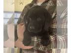 Labrador Retriever PUPPY FOR SALE ADN-529810 - AKC Black Lab Puppies