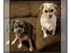 Shih Tzu DOG FOR ADOPTION ADN-529817 - Lucky and Ducky Seek Forever Home