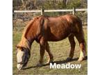 Adopt Meadow A Quarterhorse