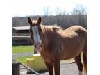 Adopt Charm- In Foster a Quarterhorse