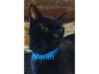Adopt Merlin a Domestic Short Hair