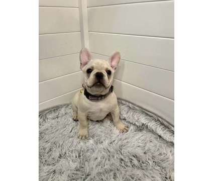 AKC French bulldog puppies is a Male French Bulldog For Sale in Trenton MI