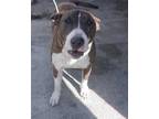 Adopt KATHY a Brindle - with White Bull Terrier / Mixed dog in Doral