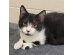 Adopt Qui-Gon a All Black Domestic Shorthair / Mixed cat in Waynesboro