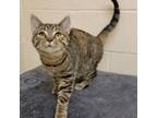 Adopt Buttercup a Brown or Chocolate Domestic Shorthair / Mixed cat in