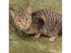 Adopt Lyle a Brown or Chocolate Domestic Shorthair / Mixed cat in Waynesboro