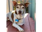 Adopt Remy a White - with Brown or Chocolate Jack Russell Terrier / Rat Terrier