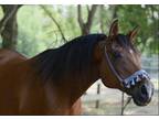 Adopt Cochise a Bay Arabian / Mixed horse in Cottontown, TN (36968676)