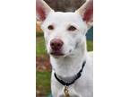 Adopt Winter S a White German Shepherd Dog / Mixed dog in Cupertino