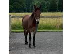 Adopt Bartholomule a Donkey/Mule/Burro/Hinny / Mixed horse in Quakertown