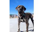 Adopt Summit a Brindle Great Dane / Cane Corso / Mixed dog in Mead