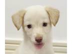 Adopt Sia a Jindo / Mixed dog in San Ramon, CA (36965885)