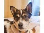 Adopt Reo a Jindo / Mixed dog in San Ramon, CA (36965832)