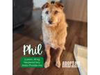 Adopt Phil a Tan/Yellow/Fawn Jindo / Poodle (Miniature) / Mixed dog in