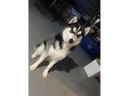 Adopt Pongo a White - with Black Husky / Husky / Mixed dog in Eastpointe