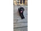 Adopt Asha a Black Cane Corso / Mixed dog in Niagara Falls, ON (36962484)