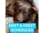 Adopt Brownie a Brown/Chocolate Australian Shepherd / Mixed dog in Phoenix