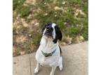 Adopt Pongo a Black Pointer / Mixed Breed (Large) / Mixed dog in Warrensburg
