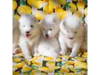 Samoyed Puppy for sale in Westminster, CO, USA