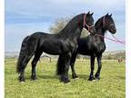 Super cute black friesian mare