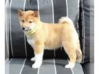 Shiba Inu PUPPY FOR SALE ADN-531007 - AKC Registered Shiba Inu For Sale Dundee