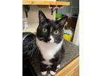 Adopt Charlie Fluff - Courtesy Listing see info a Tuxedo