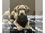 Cane Corso PUPPY FOR SALE ADN-530913 - Cane Corso puppies For sale