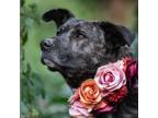 Adopt Sage a Labrador Retriever, Pit Bull Terrier