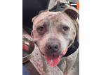 Adopt Bowser a American Staffordshire Terrier