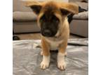 Akita Puppy for sale in Canyon Lake, CA, USA